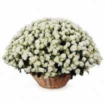 Basket of 101 white bush roses